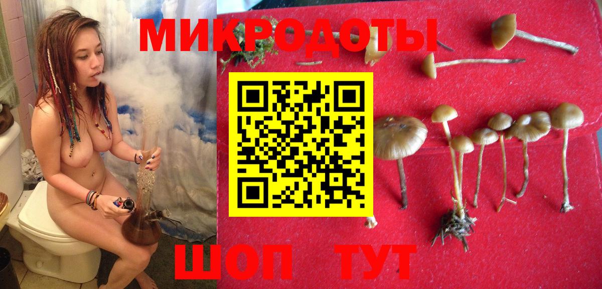 Димитровград  Псилоцибиновые грибы Psilocybe  Вход с VPN 